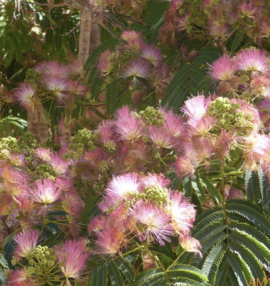 <p>silk tree knife shaped leaves, very distinct &nbsp;pods look like sad tameren seeds&nbsp;</p>