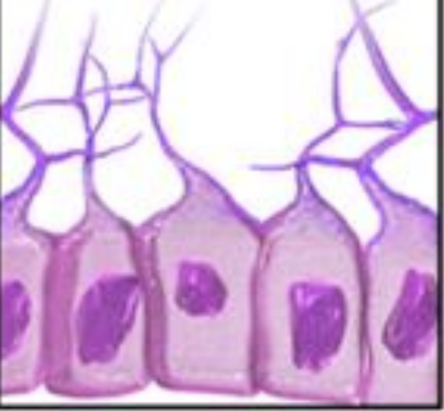 <p>CNS glia that line the spinal cord and brain ventricles; produce cerebrospinal fluid (CSF).</p>
