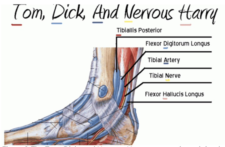 <p>Tom Dick and Nervous Harry represents what structures in order? </p>