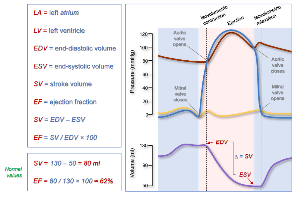 <ul><li><p>LV pressure: 9 - 120 mmHg . Aortic pressure: 80 - 120 mmHg</p></li><li><p>Ejection occurs when LV pressure &gt; Aortic pressure</p></li><li><p>Stroke volume: volume of blood ejected by the LV onto the Aorta (systole)</p></li></ul><p></p>