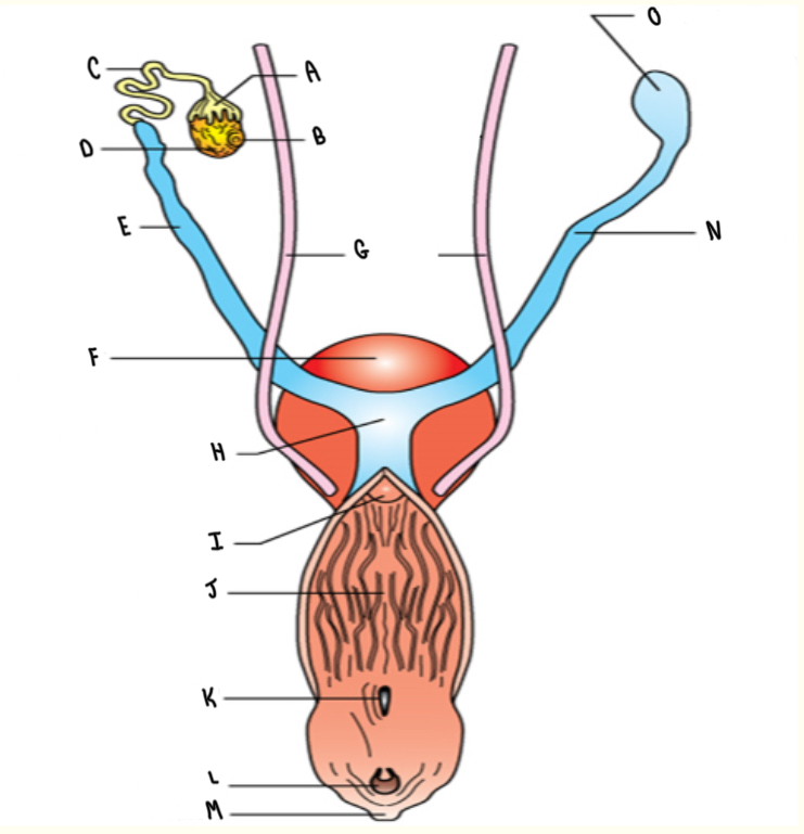 <p>What is the name of the structure labeled B?</p>