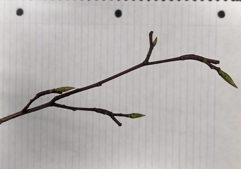 <p>up to 1/2” long, pointed, covered with scales, usually with hairy margins, light yello green to red in color/variegated/blended; slender flexible red-brown twig, may be hairy when young</p>