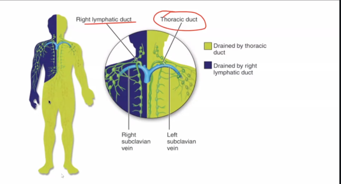 <ul><li><p>A&nbsp;</p></li></ul><p></p><ul><li><p> right head drained @ right lymphatic duct</p></li></ul><p></p>