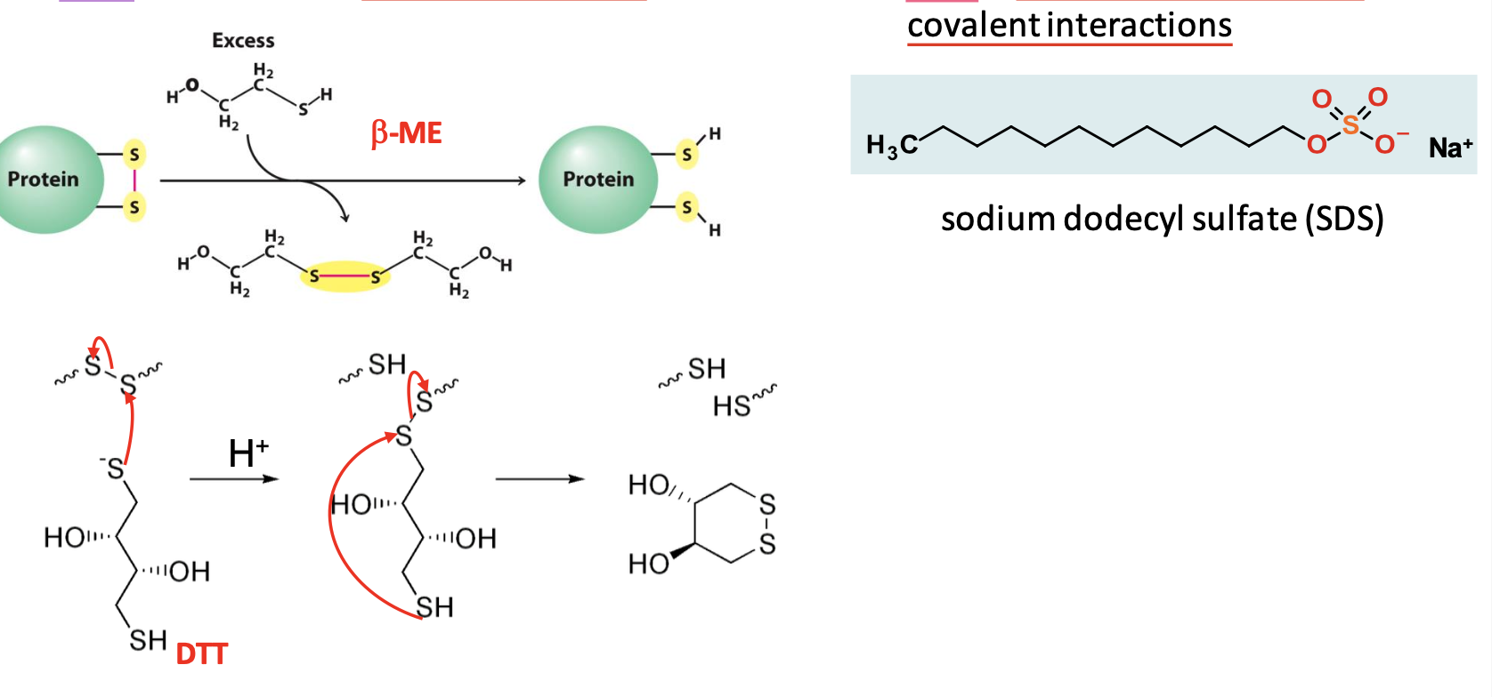 <p>Gel is a 3D mesh generated from acrylamide monomers cross-linked w/ methylenebisacrylamide</p><ul><li><p>Disulfides are reduced w/ 𝛽-ME or DTT → S-S exchange</p></li><li><p>Protein is denatured with SDS detergent → disrupts almost all non-covalent interactions</p></li></ul><p></p>