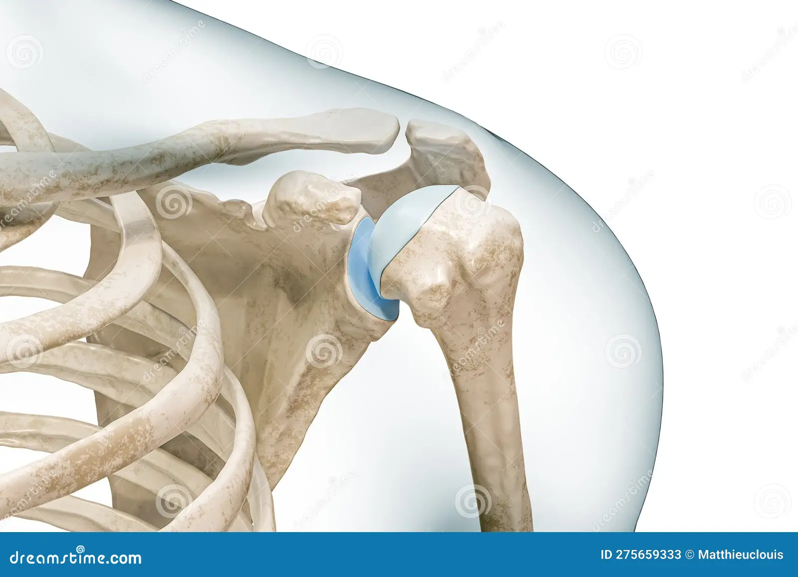 <p>Glenoid fossa and humerus (shoulder joint)</p>