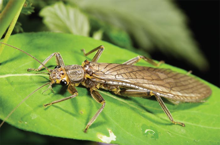 <p>Stoneflies</p>