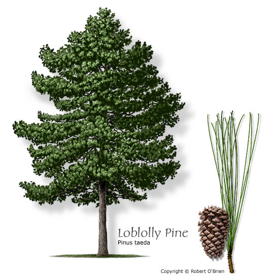 <p><em>Pinus taeda</em> (Loblolly Pine) Characteristics</p>