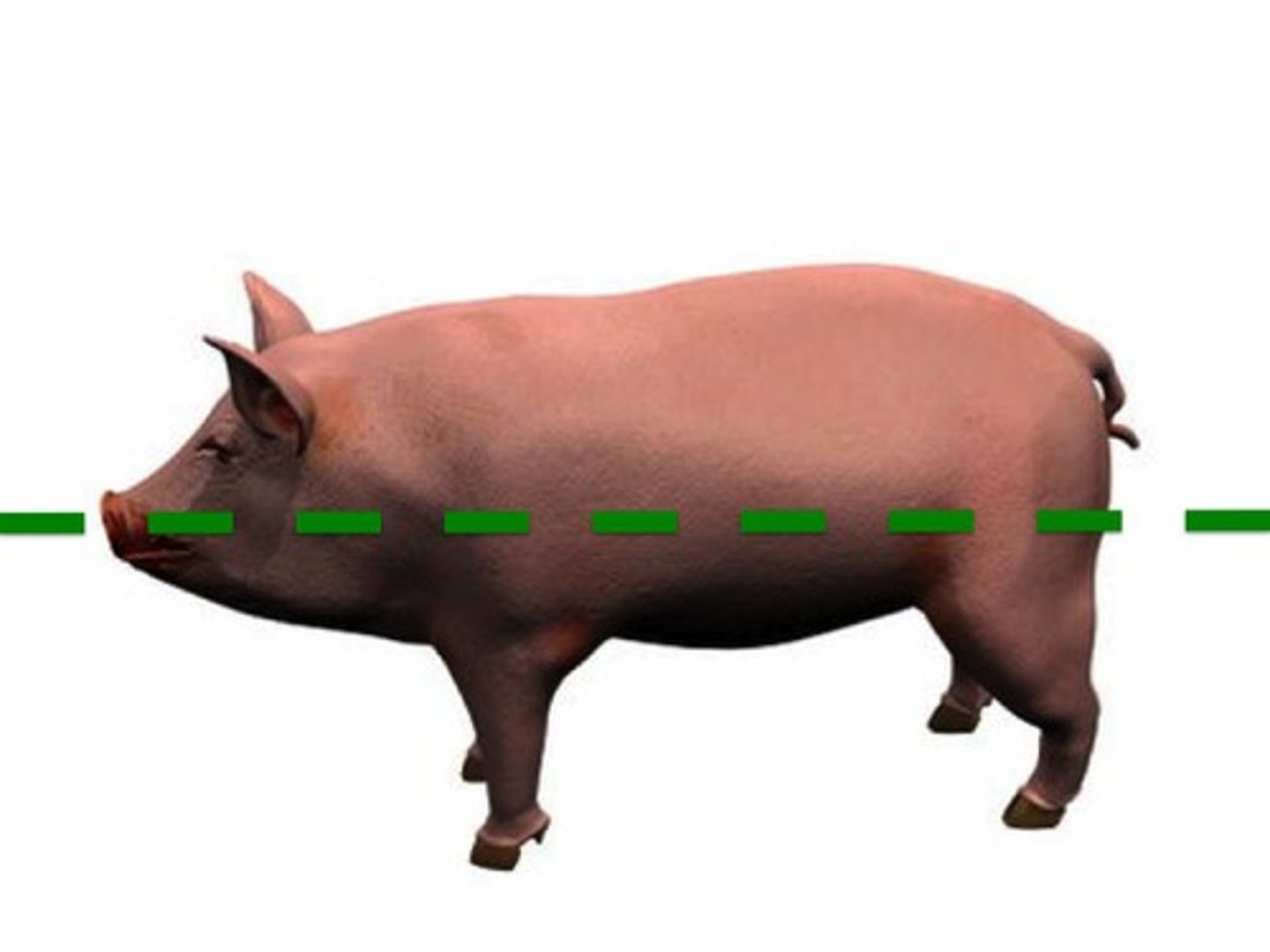 <p>The dashed green line separates the pig into two sections along this body plane.</p>
