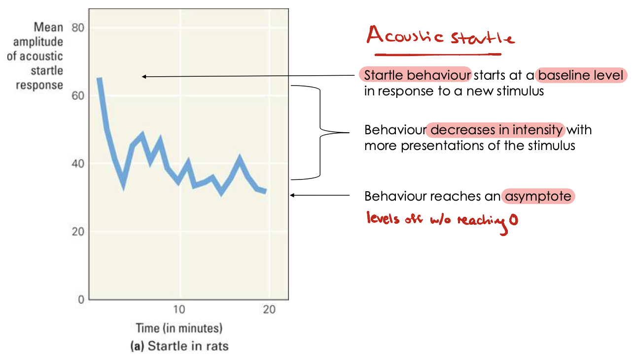 <ul><li><p>Repeated application of a stimulus results in a progressive decrease in some parameter of a response to an asymptotic level</p></li><li><p>Decrease is often exponential, but may also be linear</p></li><li><p>We sometimes see an initial period of sensitization before this decrease in response</p><ul><li><p>Small response increase, then larger decrease</p></li></ul></li><li><p>Ex. Acoustic startle</p><ul><li><p>Starts at baseline behaviour</p></li><li><p>Repeated stimulus presentation → <span>↓ response intensity</span></p></li><li><p><span>Reaches some asymptote and levels off</span></p></li></ul></li></ul><p></p>