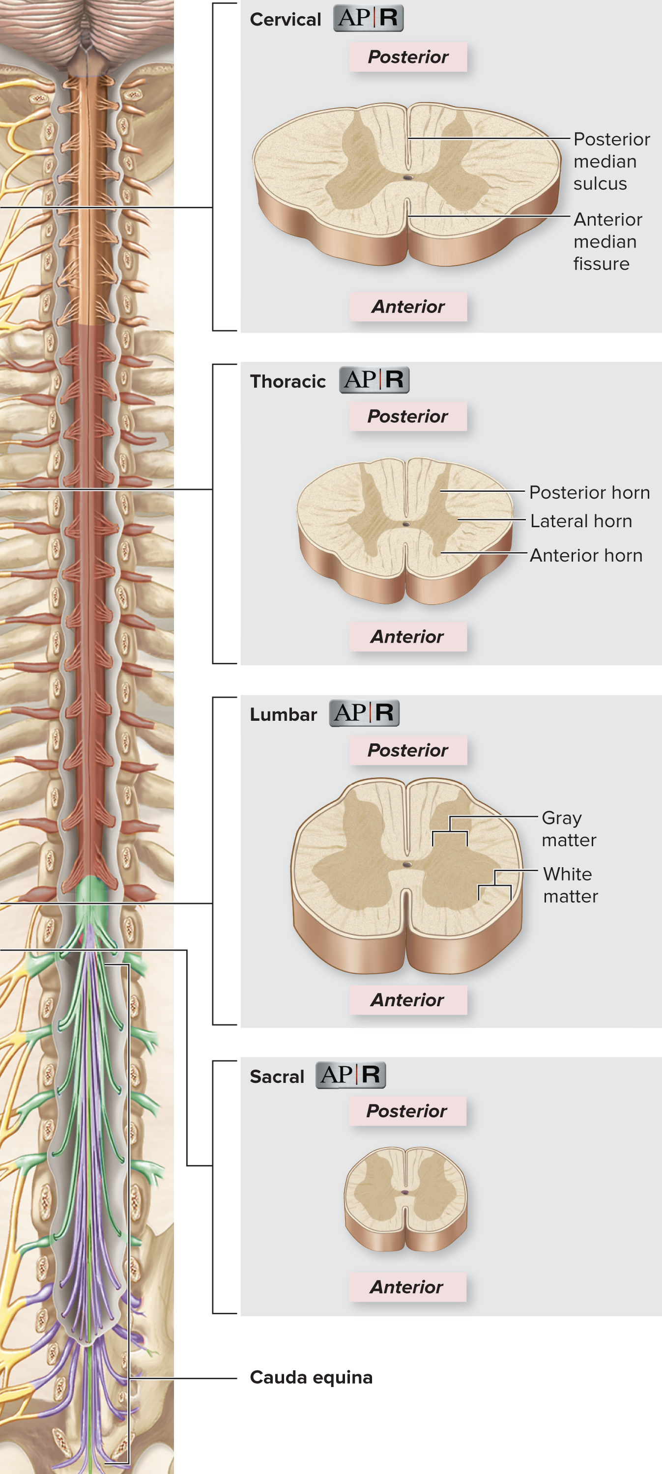 <ul><li><p>The <strong>size and shape</strong> of the spinal cord cross-section change along its length.</p></li><li><p>The <strong>relative amounts of gray and white matter vary</strong> depending on the function of that region.</p><ul><li><p>Example: The <strong>lumbar part</strong> has a <strong>greater amount of gray matter</strong> because it contains more neuron cell bodies for nerves supplying the <strong>lower limbs</strong>.</p></li></ul></li></ul><p></p>