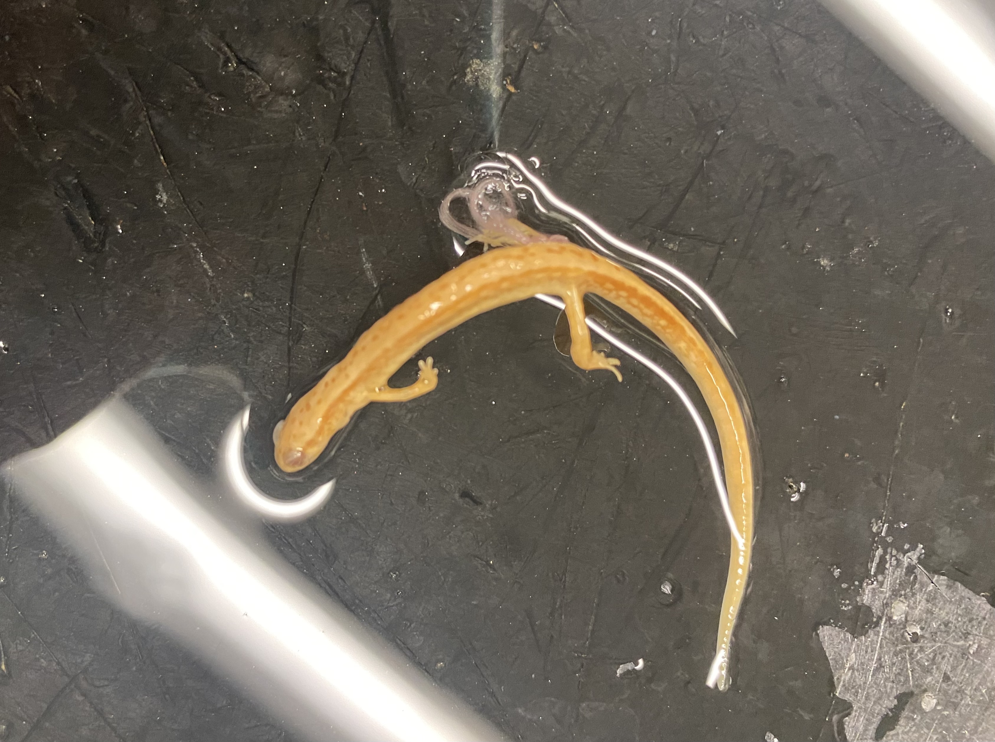 Blue Ridge Two-lined Salamander
