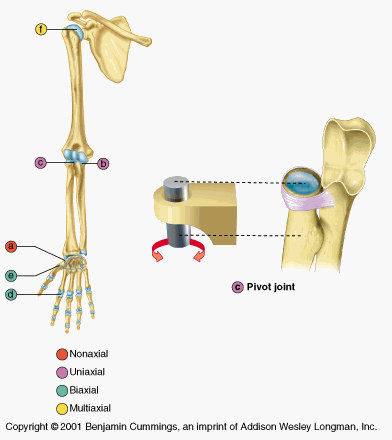 <p>Pivot Joint</p>