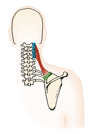 <p>levator scpaula - Nerve</p>