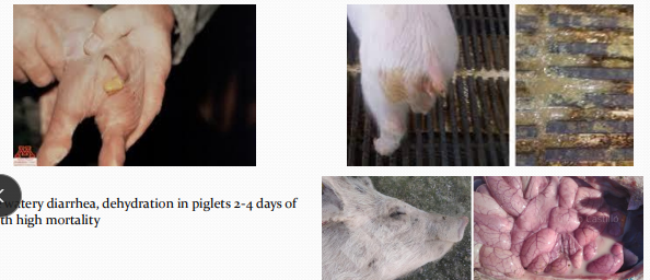 <p>Colibacillo<span>sis </span><span>in </span><span style="color: rgb(230, 155, 255)">pigs</span></p>