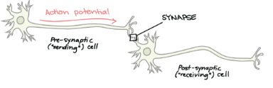 <p>Allowing it to make synapses on various postsynaptic cells</p><ul><li><p>Also, a single neuron can receive thousands of synaptic inputs from many different presynaptic (sending neurons)</p></li></ul><p></p>