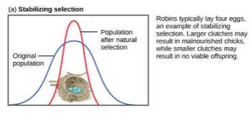 <p>It is <strong>NOT </strong>lack of genetic variation.</p><p><span style="color: rgb(0, 0, 0)">Stabilizing selection: individuals w/intermediate values of a trait have higher fitness, resulting in reduced phenotypic variation &amp; potential lack of evolution in the mean value of the trait</span></p><p>Selection Driving towards phenotype. Selection favors intermediate.</p>