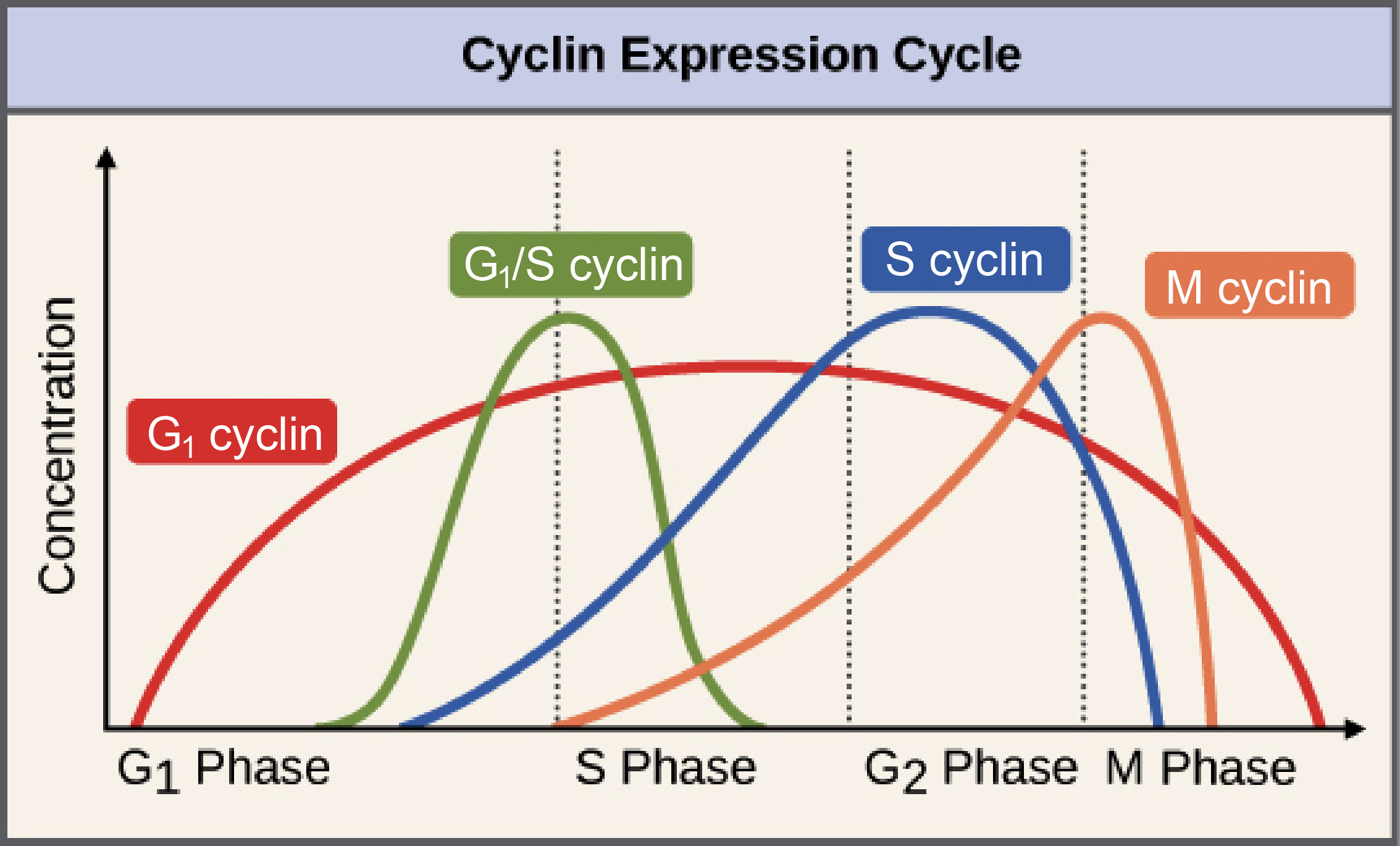 <ul><li><p>Proteins that are present at fluctuating levels at different times throughout the cell</p></li><li><p>Bind to CDKs to help the cell progress through cell cycle checkpoints</p></li></ul>