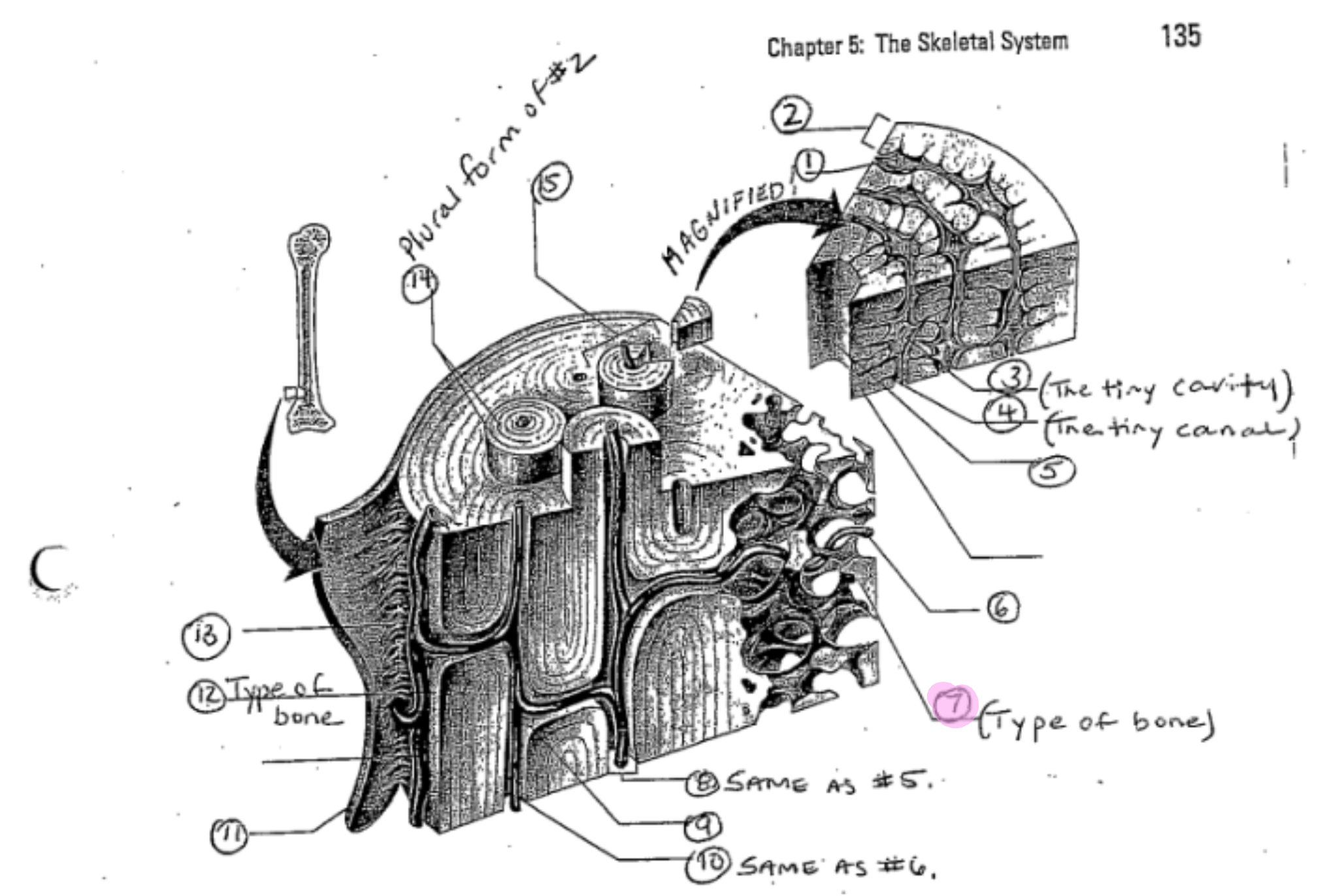 term image