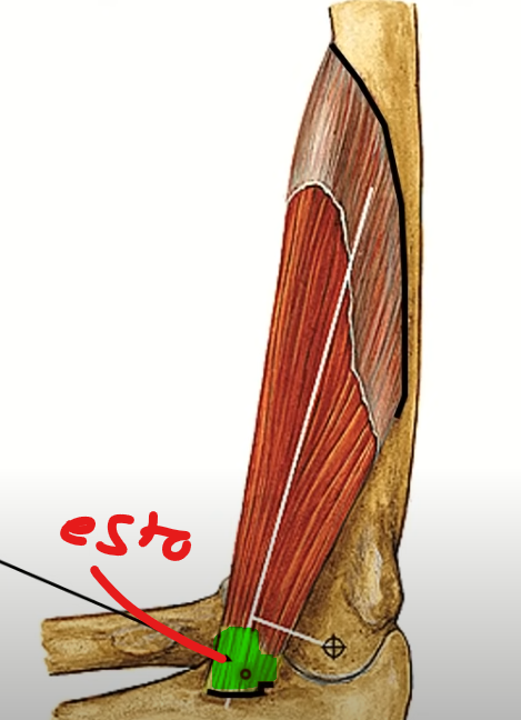 <p>Parte fibrosa del músculo</p><p>Poco contráctil</p><p>Se inserta</p><p>Aponeurosis de inserción</p>