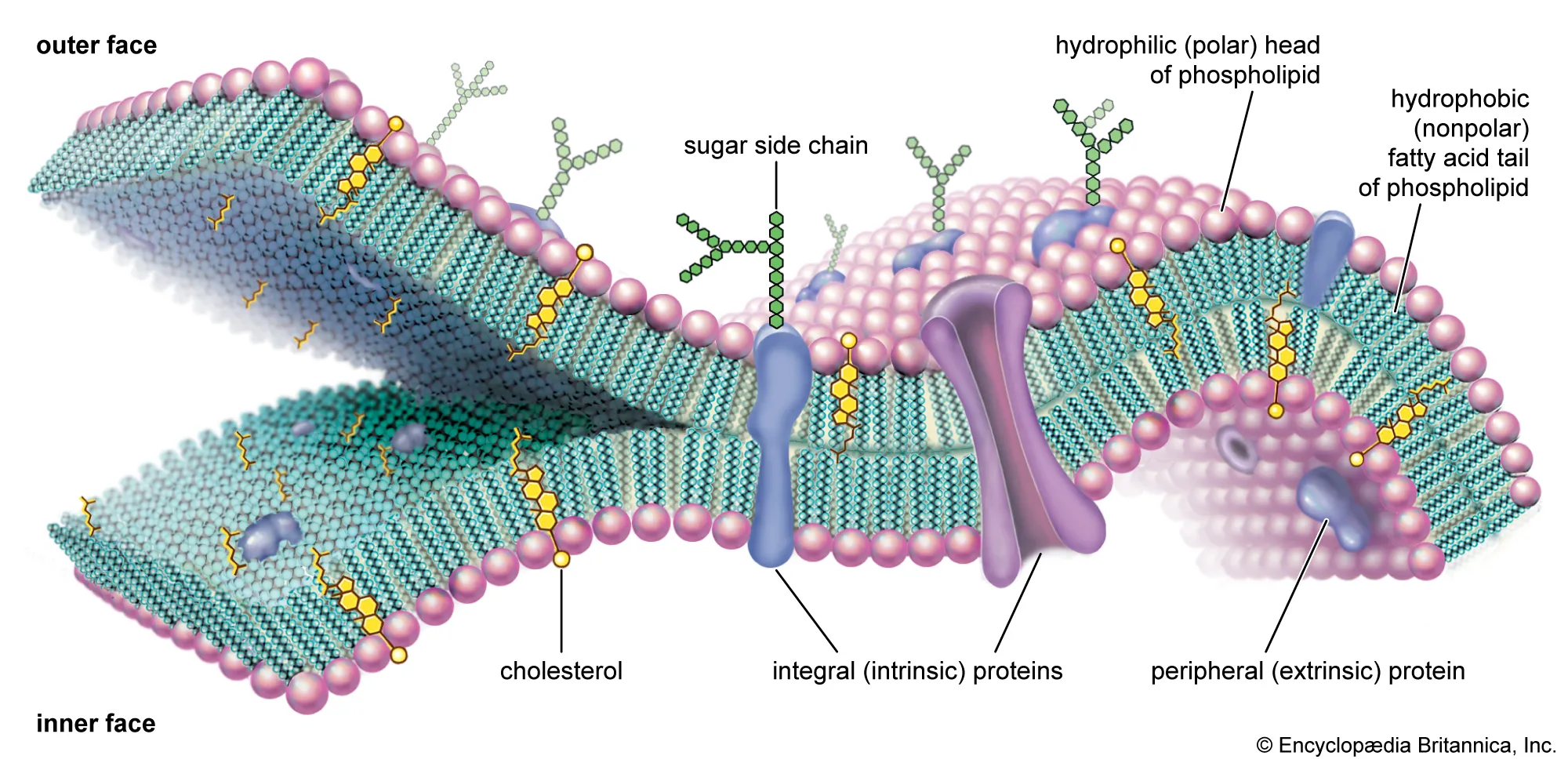<ul><li><p>phospholipid bilayer</p><ul><li><p>composed of lipids and associated proteins (integral and peripheral proteins) </p></li><li><p>Fluid Mosaic Model: dynamic arrangement of phospholipids and proteins</p></li><li><p>Functions: </p><ul><li><p>energy storage </p></li><li><p>selectively permeable </p></li><li><p>passive and active process</p></li></ul></li></ul></li></ul><p></p>