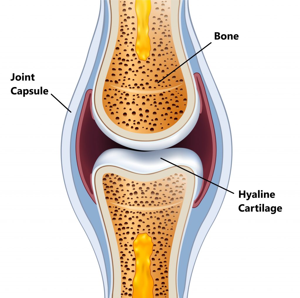 <p>cartilage</p>
