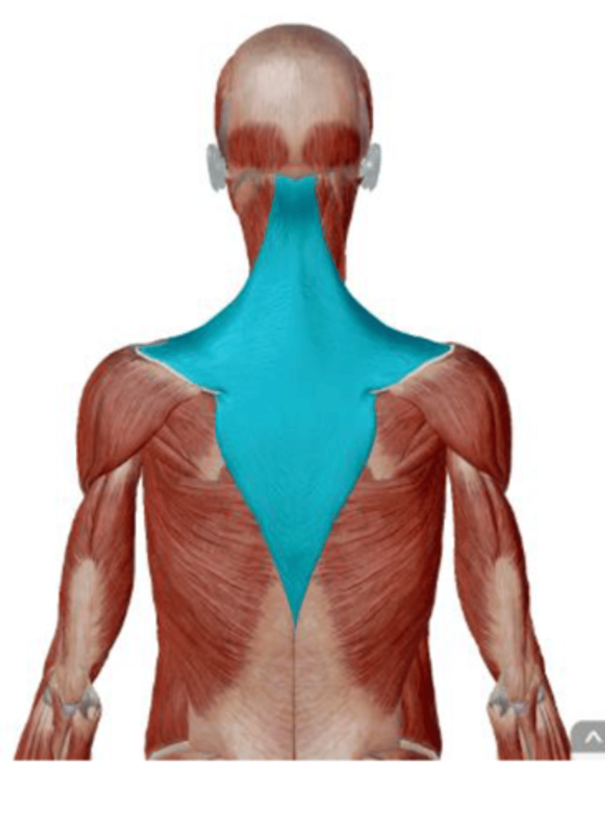 <p>clavicle, acromion, spine of scapula</p>