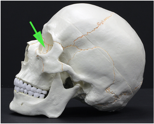 <p>What bone is indicated by the green arrow?</p>