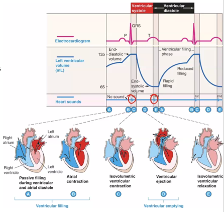 
1. The “lub” is heard during Isovolumetric ventricular contraction (systole) 

   → This is where the ventricle just begins to contract and the closure of AV valves result in “lub” sound

   \


2. The “dup” is heard during Isovolumetric ventricular relaxation (diastole) 

   → This is where the ventricle just begins to relax and the closure of semilunar valve result in “dub” sound