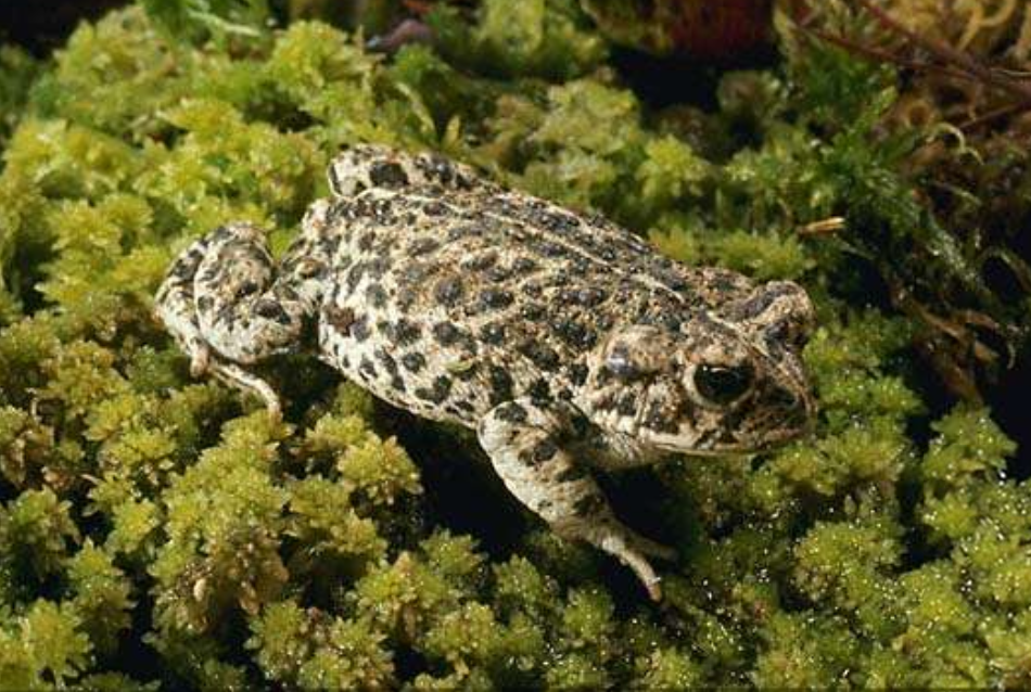 <p>boreal toad</p>