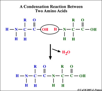 <p>-covalently bonding monomers to form a polymer through the removal of H2O (H and OH) -energy can be stored when the bonds are formed</p>