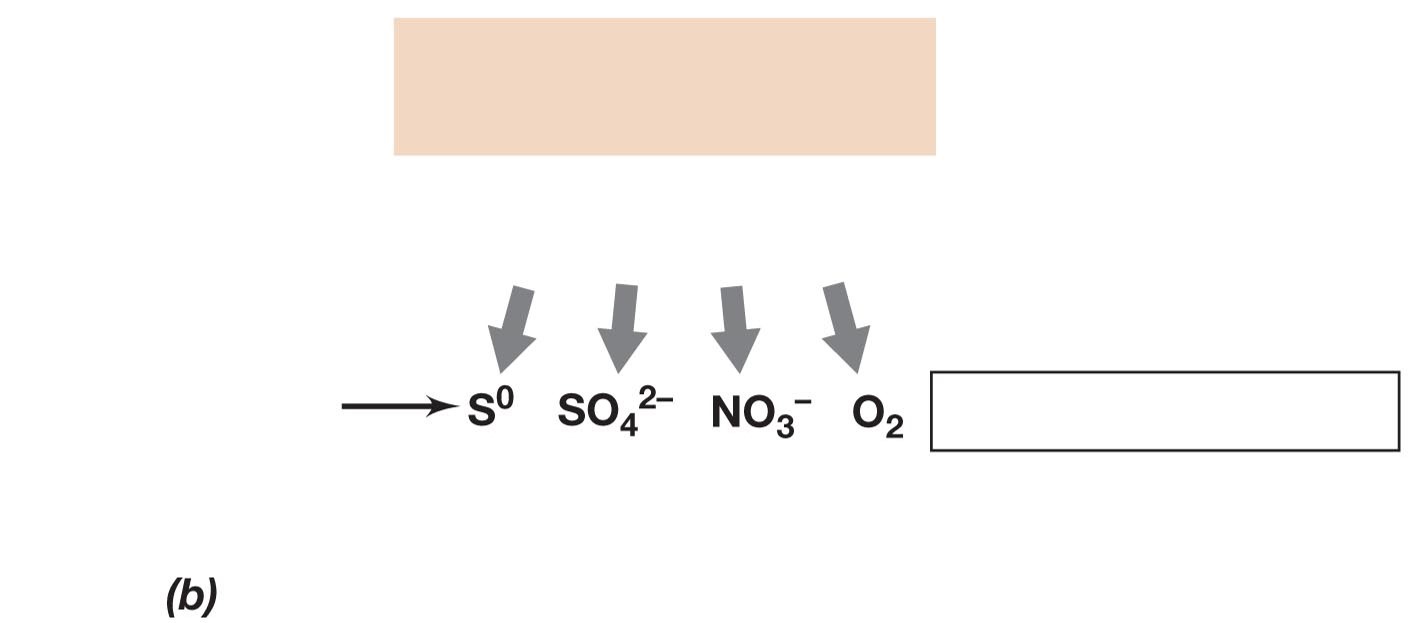 Catabolism type that uses inorganic chems as e- donors

\
Typically Aerobic

\

1. Oxidation of inorganic e- donor
2. ETS/Proton Motive Force
3. Autotrophy, using CO2 as C source

\
e- donors typically include:


1. H2S (Hydrogen Sulfide)
2. H2 (Hydrogen Gas)
3. Fe2+ (Ferrous Iron)
4. NH3 (Ammonia)