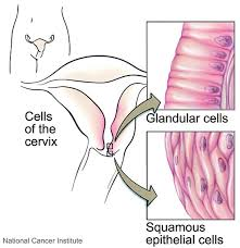 <p><strong>Cervical Glands</strong></p><p><span style="color: green"><strong>secrete</strong></span></p>