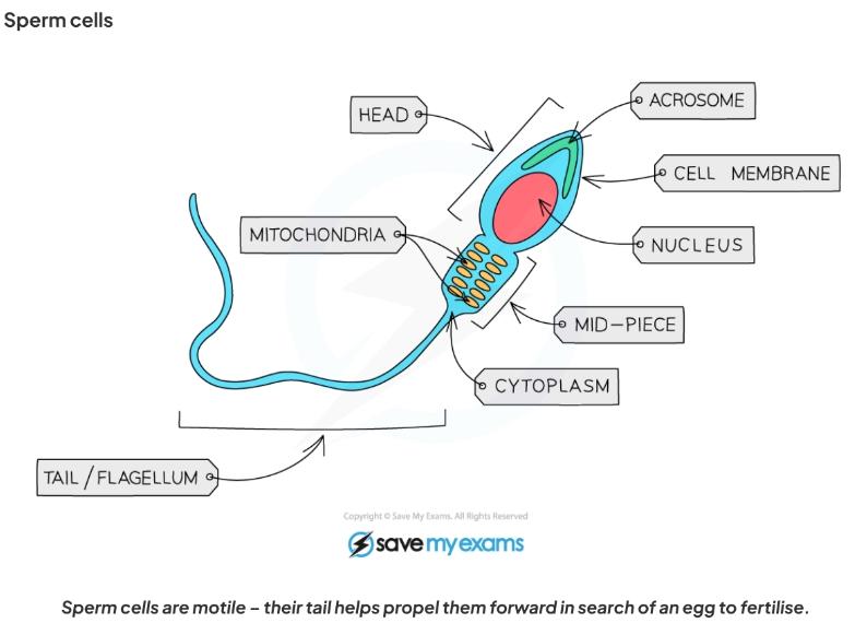 <p>- <strong>Role</strong>: Deliver genetic information to female gamete (ovum).</p><p>- <strong>Adaptations</strong>:</p><p>- <strong>Tail/flagellum</strong> → motility (propel towards ovum) and rotates towards ovum</p><p>- <strong>Mid-piece</strong> packed with mitochondria → energy for swimming.</p><p>- <strong>Acrosome</strong> (tip of head) → digestive enzymes to penetrate ovum’s protective layers.</p><p>- <strong>Haploid nucleus</strong> → ensures correct chromosome number after fertilisation.</p><p>-Lots of mitochondria for energy</p><p>- <strong>Size</strong>: Tail ~40 μm long (not always shown in diagrams)</p>