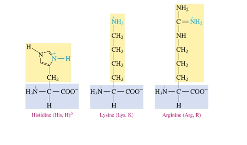 <ul><li><p>have an amine group</p></li></ul>