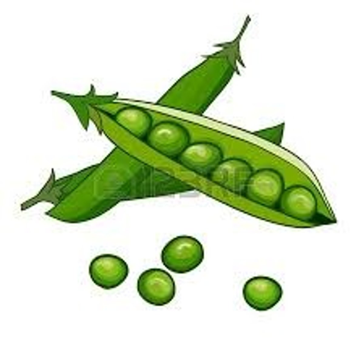 <p>peas</p>