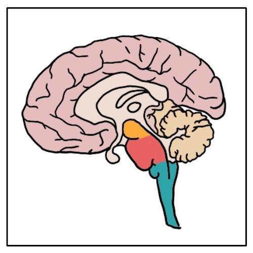 <p>Top to bottom</p>