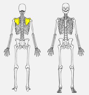 the bone that connects the clavicle to the humerus.
(think shoulder blades)