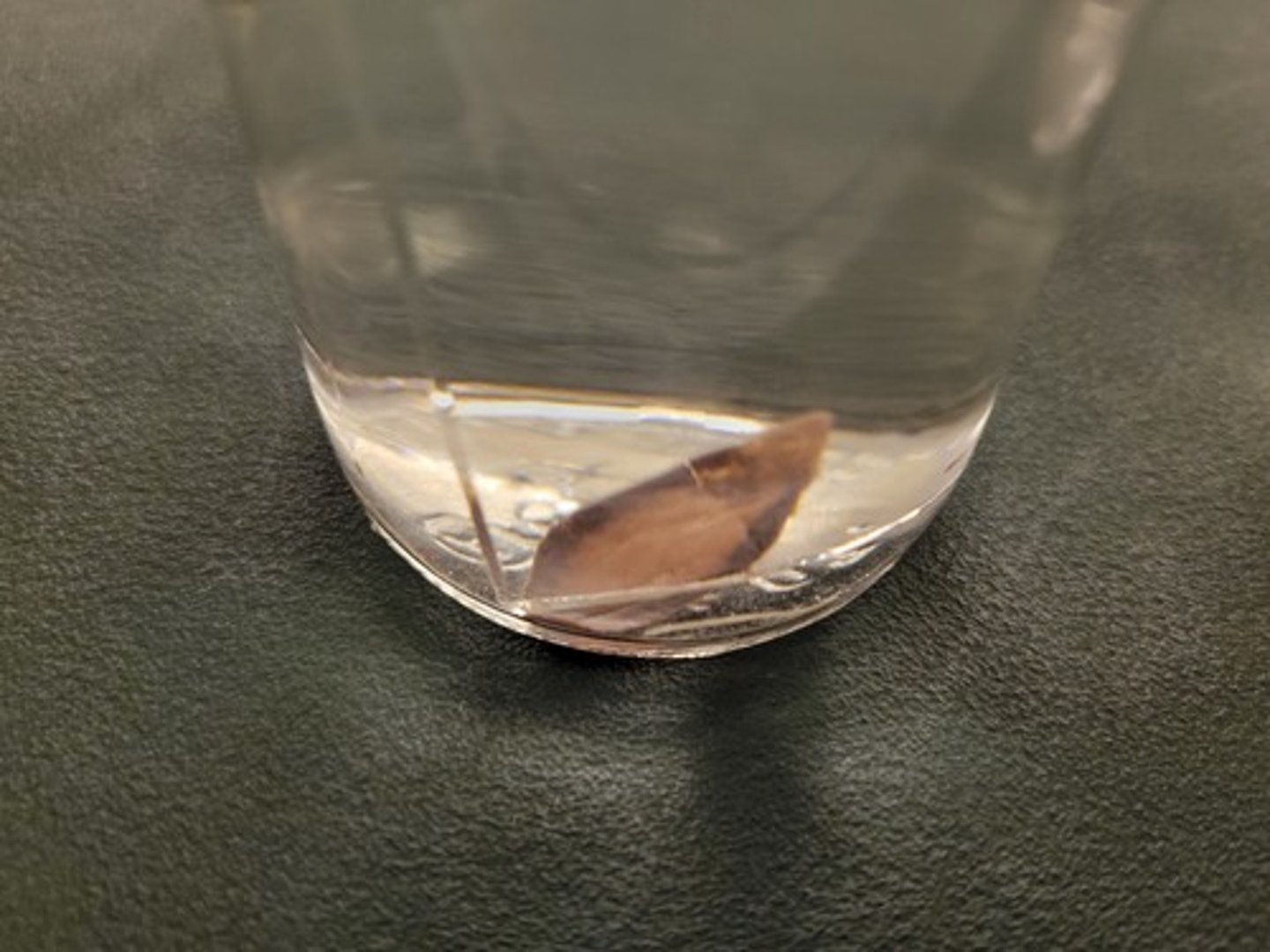 <p>Identify taxonomy</p>