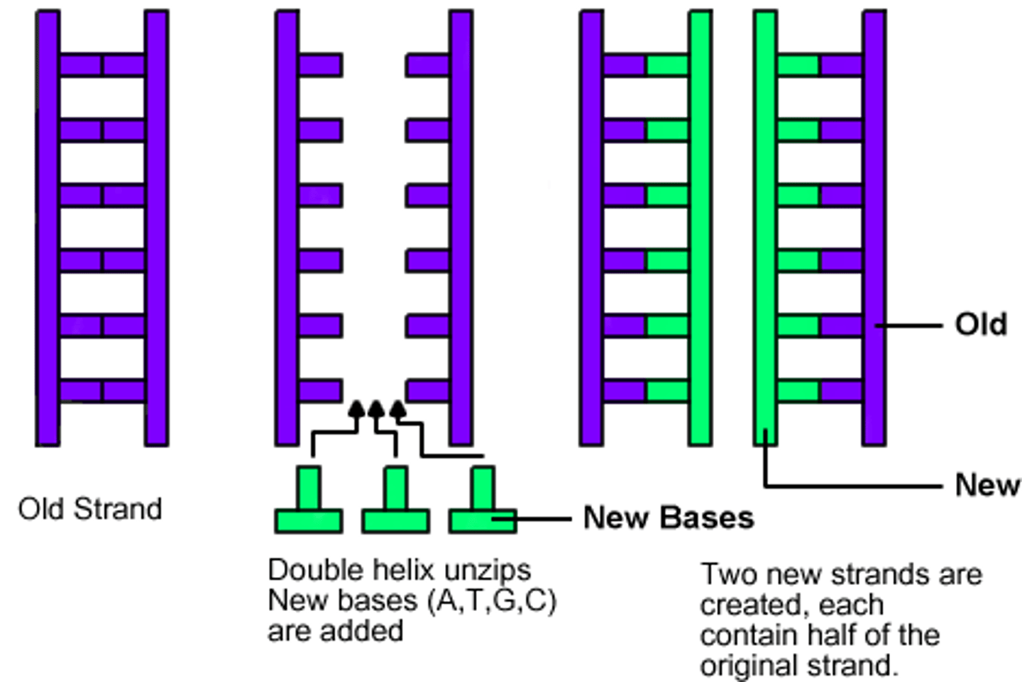 <p>in each new DNA double helix, one strand is from the original molecule, and one strand is new</p>