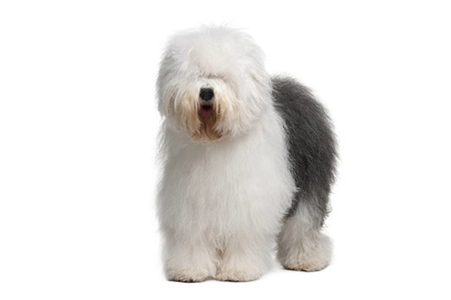 <p>Adaptable, Gentle, Smart</p><p>AKC Breed Popularity: Ranks 75 of 194</p><p>Height: 22 inches &amp; up (male), 21 inches &amp; up (female)</p><p>Weight: 60-100 pounds</p><p>Life Expectancy: 10-12 years</p><p>Group: Herding Group</p>