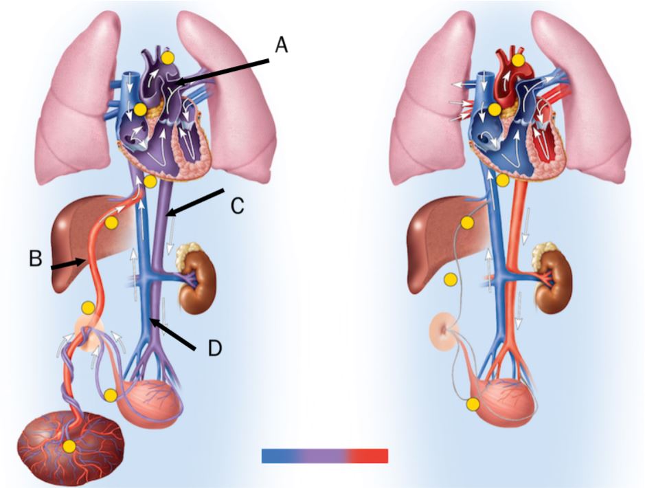 <p>In the figure, the ductus arteriosus is labeled <span><br></span></p>