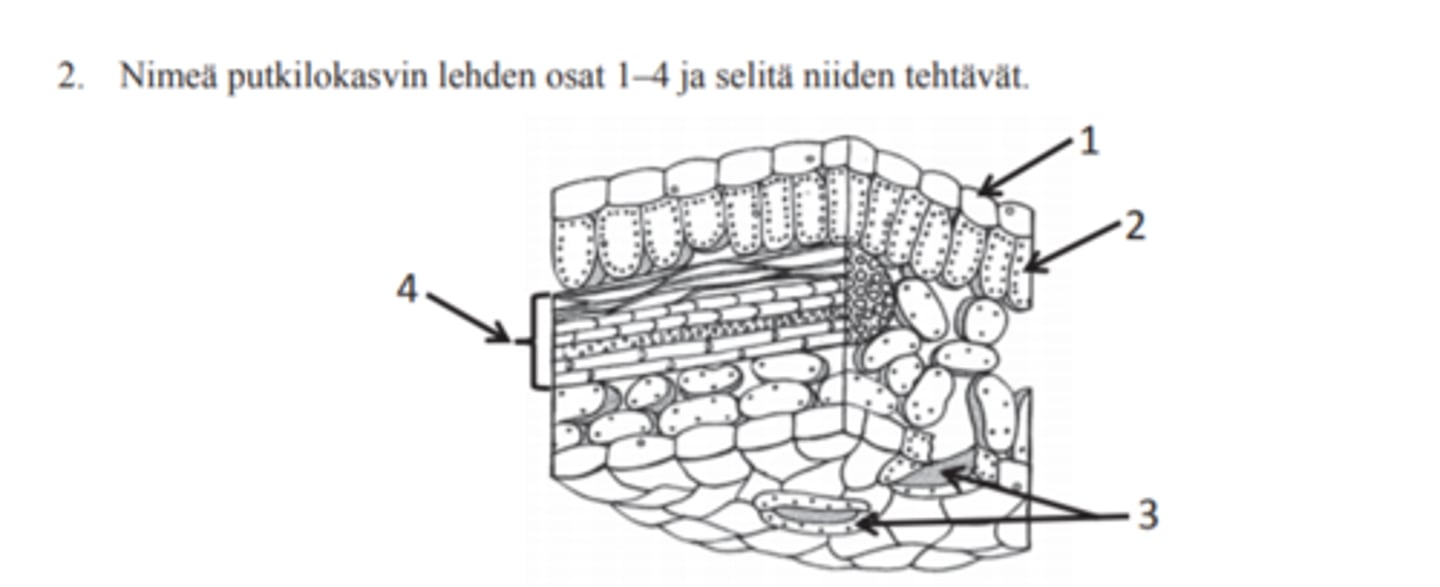 <p>Yhdistä:</p><p>Pintasolukko</p><p>Ilmarako</p><p>Lehtisuoni/johtojänne</p><p>Yhteyttämissolukko</p>