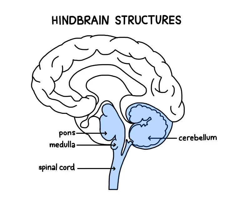 <p>Consists of <strong>medulla</strong>, <strong>pons</strong>, and <strong>cerebellum</strong>; directs <u>essential survival functions</u> like breathing, sleeping, and wakefulness, as well as coordination and balance.</p>