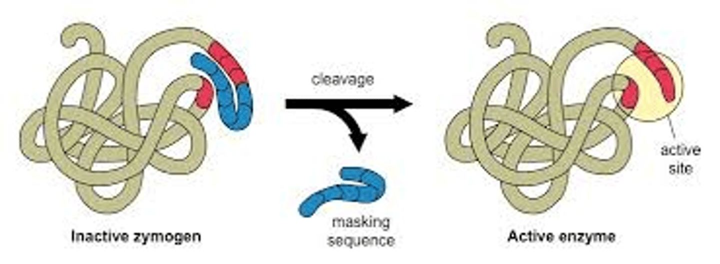 <p>proteins that post-translationally cleave parts off proteins to active them</p>
