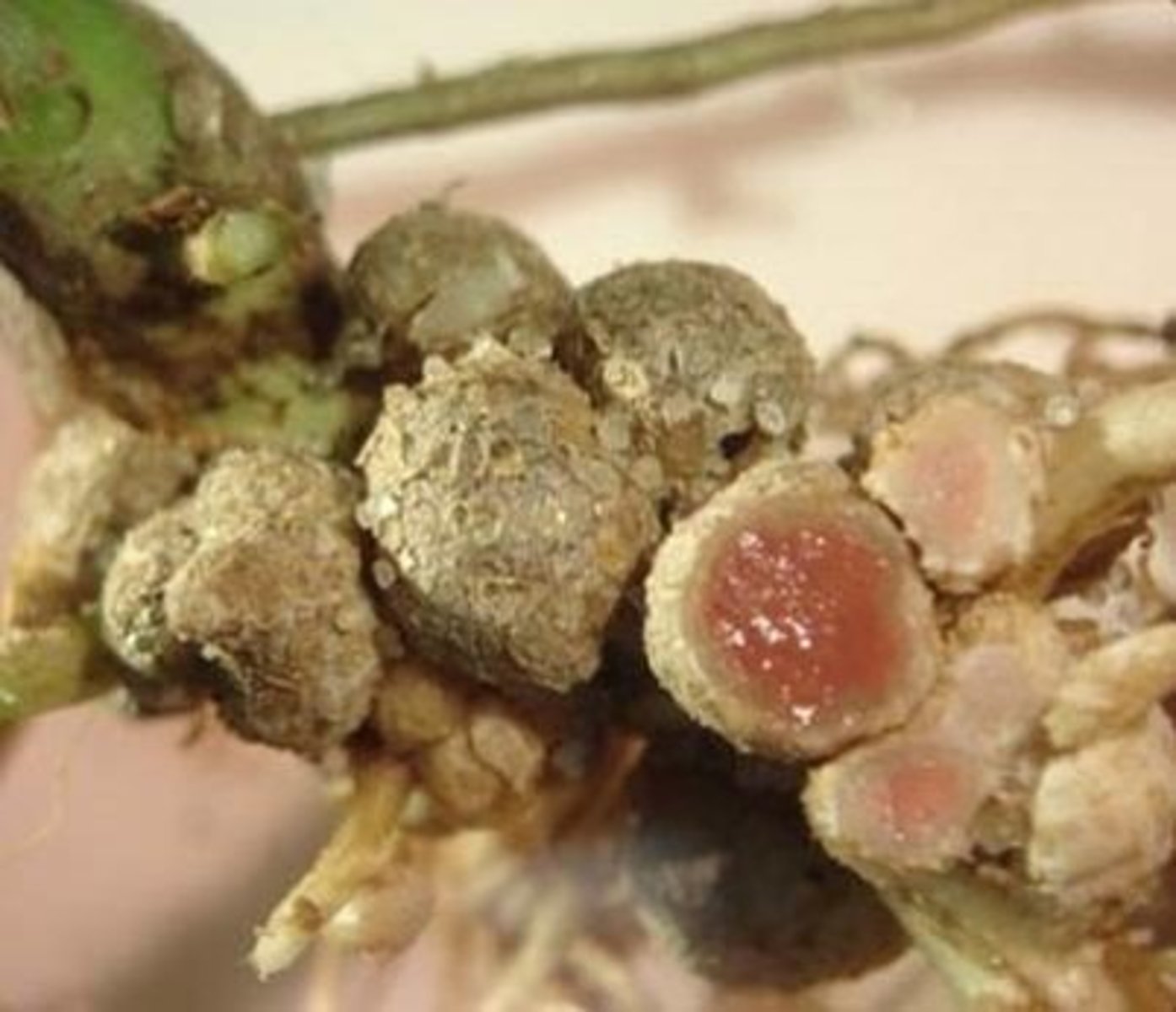 <p>oxygen carrier protein that is found on nitrogen fixing root nodules of legume plants. It functions to sequester oxygen, protecting nitrogenase.</p>