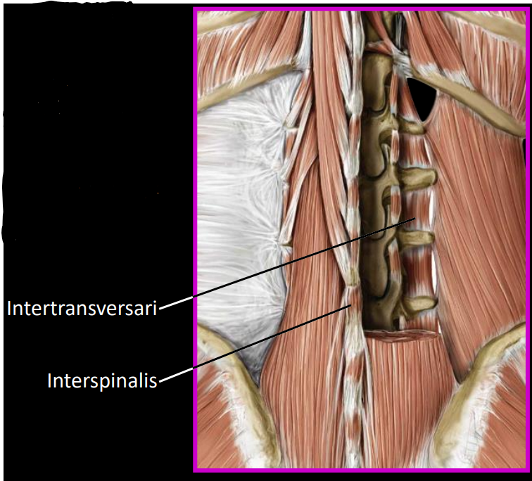 <p><strong><u>interspinalis: </u></strong></p><ul><li><p>muscles between adjacent spinous processes</p></li></ul><p><strong><u>intertransversarii:</u></strong></p><ul><li><p>muscles between adjacent transverse processes</p></li></ul><p></p><p>responsible for postural adjustments to the vertebrae</p>