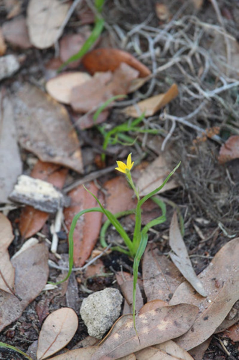 <p>what is the name of the plant pictured here?</p>