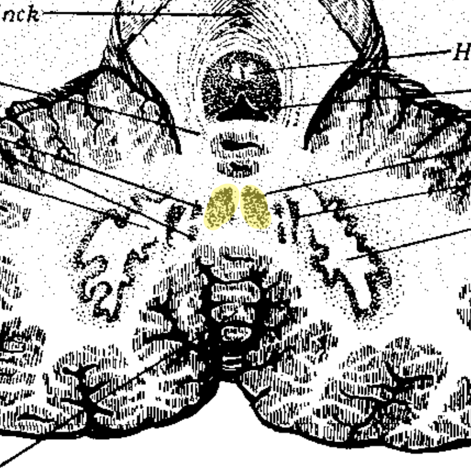 <ul><li><p>Núcleos del arquicerebelo</p></li><li><p>Conexión con núcleos vestibulares mediante la vía vestibular</p></li><li><p>Equilibrio y movimientos oculares</p></li></ul><p></p>