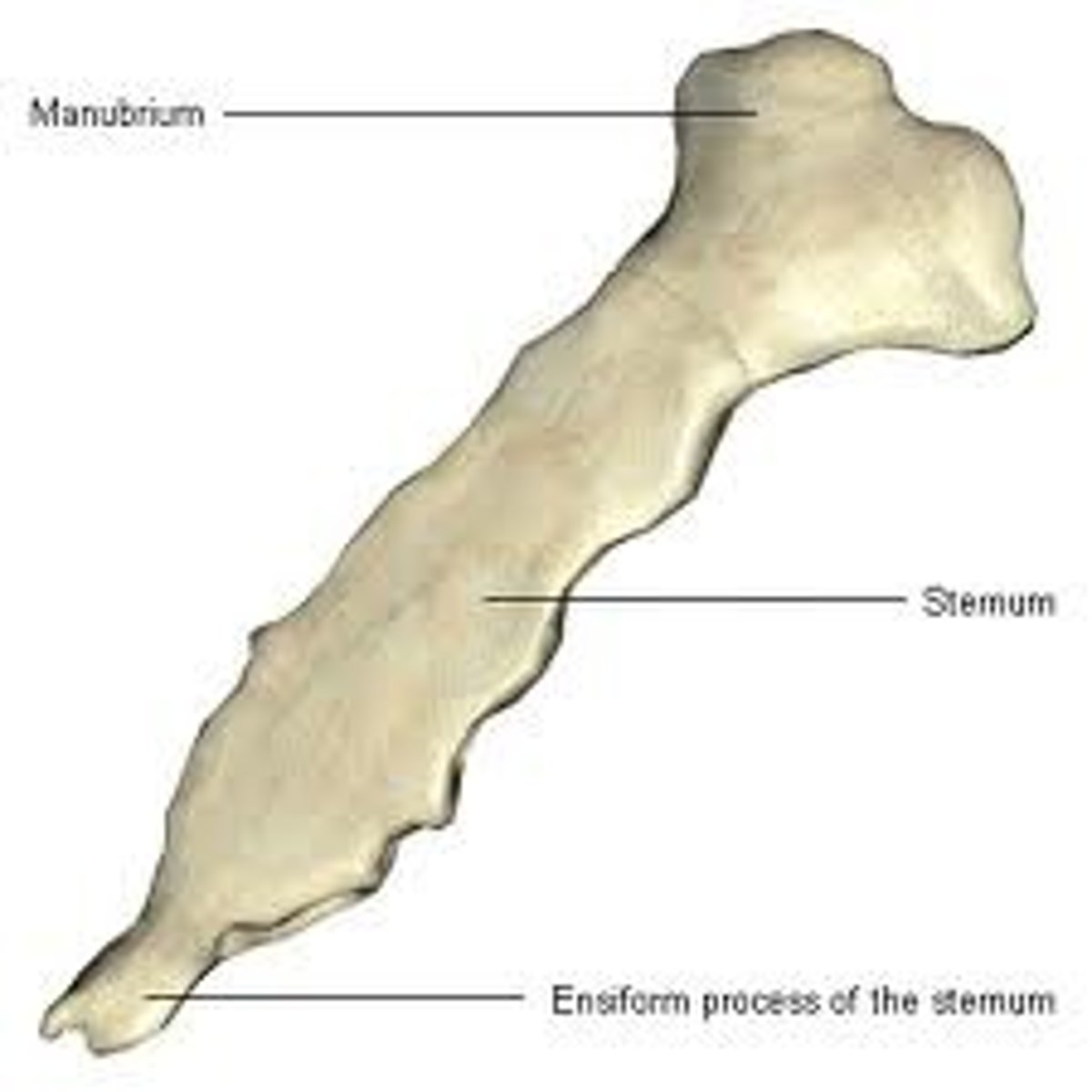 <p>These bones are thin, flat, and curved.</p>