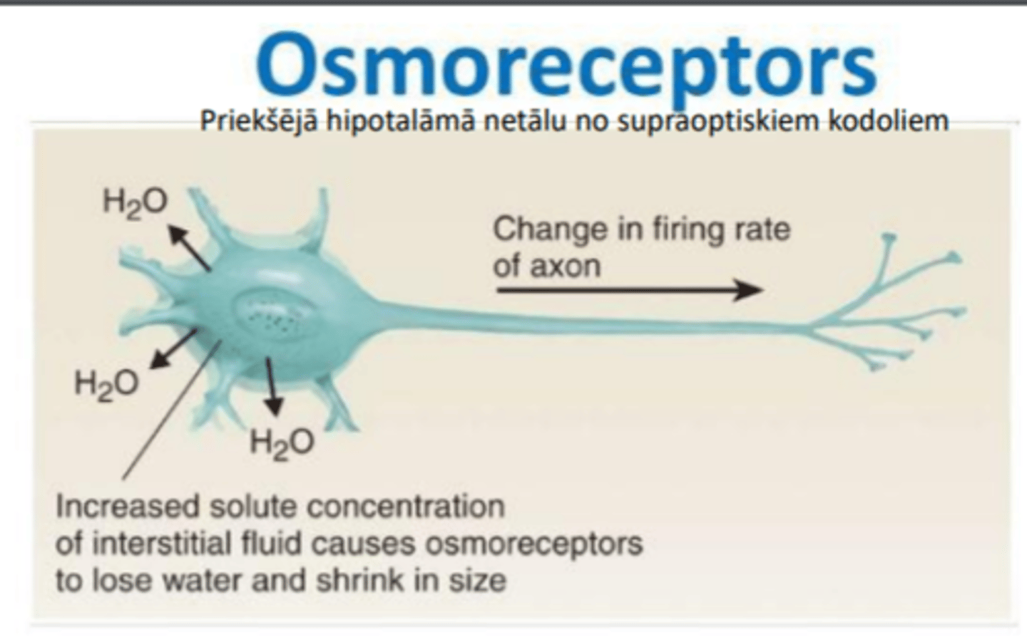 <p>Ja plazmas osmolaritāte pārsniedz 285 Osm/L - to uztver osmoreceptori hipotalāmā un neirohipofīze atbrīvo asinīs vazopresīnu (ADH).</p><p>➢ Vazopresīna sekrēcija izteikti parādās, ja osmolaritāte ir palielinājusies tikai par 1%.</p>
